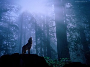 Loup dans la nuit