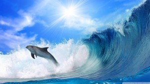 fond_d-ecran_dauphin_surf_vague_ocean