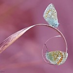 Papillons Photo © Stephane PICOT